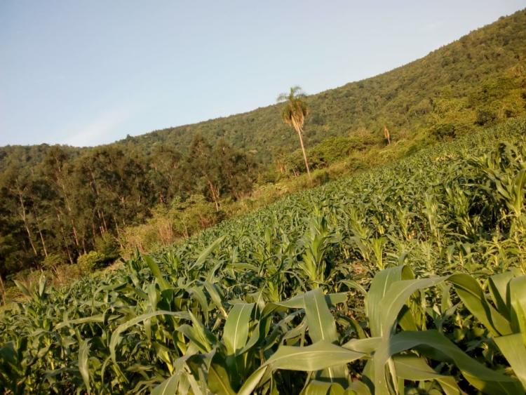 Impulsan la cosecha de frutas nativas para conservar el monte y generar ingresos para las familias de colonos de Misiones