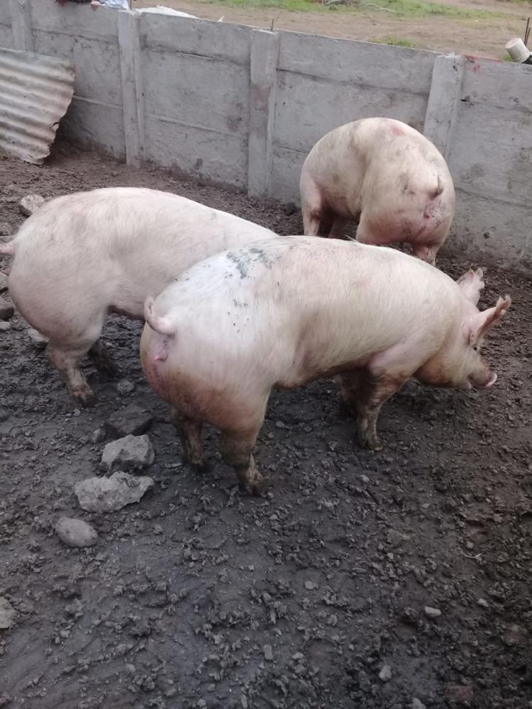 Sergio y Mónica son productores de cerdos a campo: “El problema más importante es la falta de políticas a largo plazo”