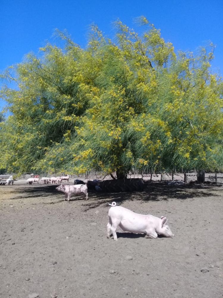 Sergio y Mónica son productores de cerdos a campo: “El problema más importante es la falta de políticas a largo plazo”