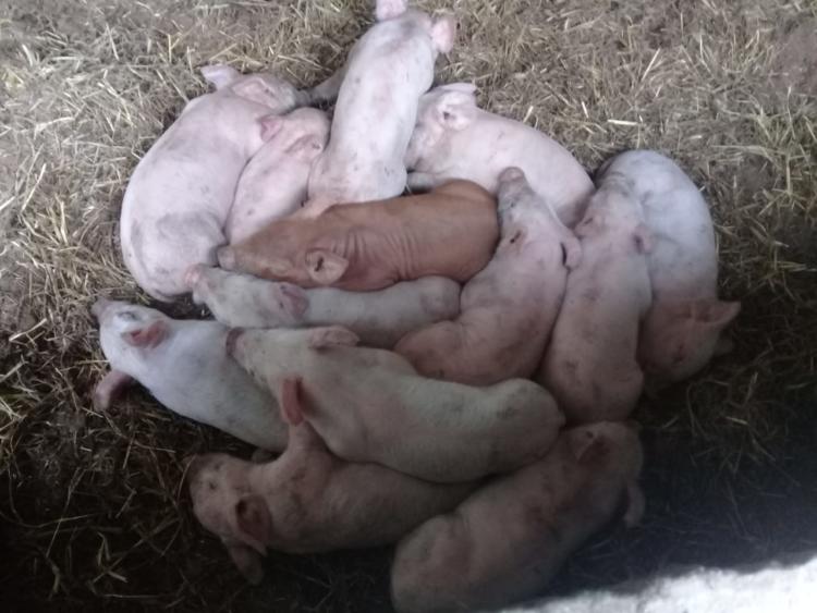 Sergio y Mónica son productores de cerdos a campo: “El problema más importante es la falta de políticas a largo plazo”