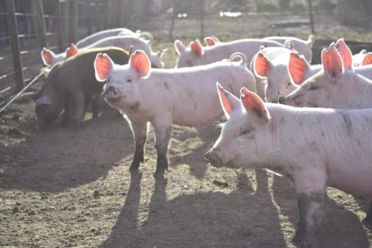 Sergio y Mónica son productores de cerdos a campo: “El problema más importante es la falta de políticas a largo plazo”