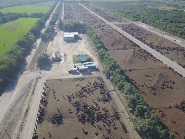 En Santiago del Estero, a un enorme feedlot le roban ganado a discreción: La carne se vende sin control sanitario en los pueblos de la zona