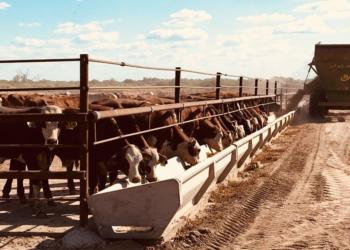 En Santiago del Estero, a un enorme feedlot le roban ganado a discreción: La carne se vende sin control sanitario en los pueblos de la zona