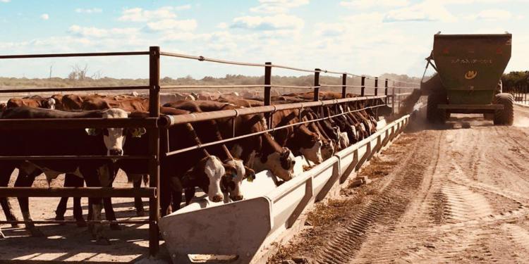 En Santiago del Estero, a un enorme feedlot le roban ganado a discreción: La carne se vende sin control sanitario en los pueblos de la zona