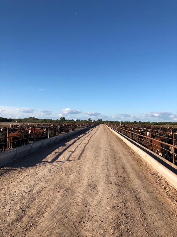 En Santiago del Estero, a un enorme feedlot le roban ganado a discreción: La carne se vende sin control sanitario en los pueblos de la zona