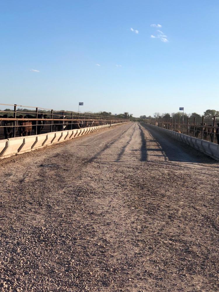 En Santiago del Estero, a un enorme feedlot le roban ganado a discreción: La carne se vende sin control sanitario en los pueblos de la zona