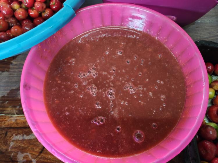 Impulsan la cosecha de frutas nativas para conservar el monte y generar ingresos para las familias de colonos de Misiones