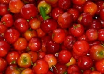 Impulsan la cosecha de frutas nativas para conservar el monte y generar ingresos para las familias de colonos de Misiones