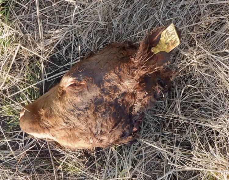 Sin culpables: Marcelo Gianoli produce en la capital nacional del ternero, que está asediada por los casos de abigeato