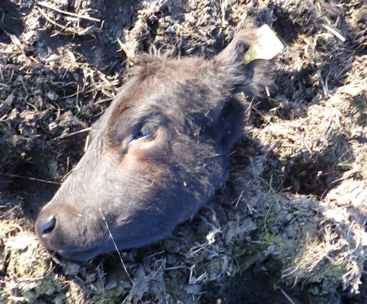 Sin culpables: Marcelo Gianoli produce en la capital nacional del ternero, que está asediada por los casos de abigeato