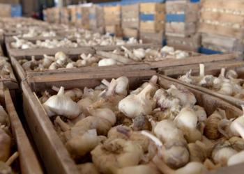 Que 20 años no es nada: Después de dos décadas pondrán en marcha un fondo para el desarrollo del ajo en Mendoza