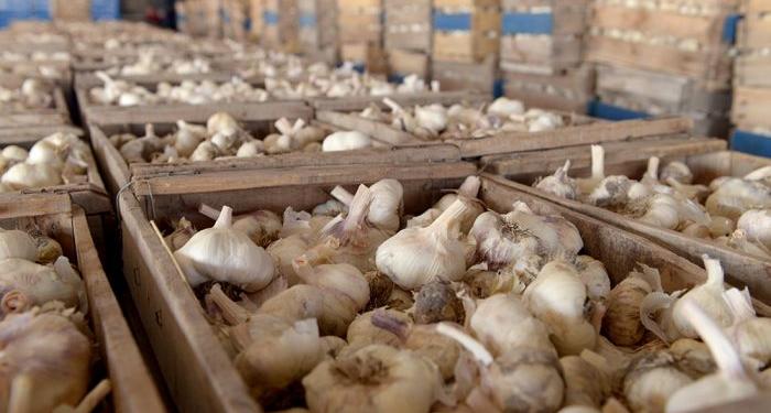 Que 20 años no es nada: Después de dos décadas pondrán en marcha un fondo para el desarrollo del ajo en Mendoza