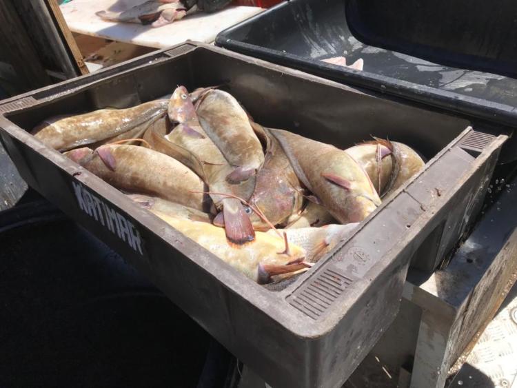 Rodrigo García Píngaro promueve cambiar las redes por jaulas: “Con el actual sistema de pesca mueren 12 mil tiburones por hora”