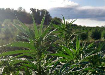 Un municipio cordobés quiere abrir una puerta para que los privados cultiven cannabis para uso medicinal