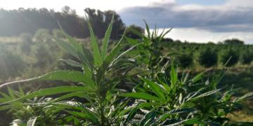 Un municipio cordobés quiere abrir una puerta para que los privados cultiven cannabis para uso medicinal