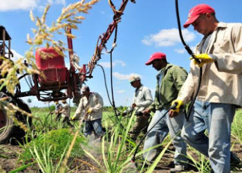 Argentina está negociando con Cuba para cultivar allá sobre un millón de hectáreas