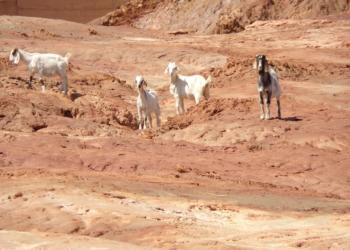 El INTA elaboró un mapa de la degradación ambiental provocada por la actividad agropecuaria