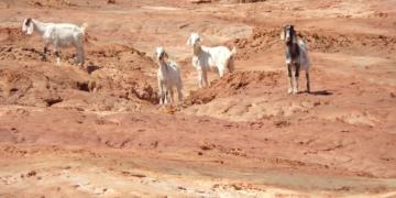 El INTA elaboró un mapa de la degradación ambiental provocada por la actividad agropecuaria