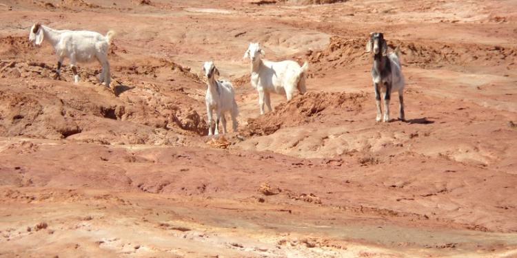 El INTA elaboró un mapa de la degradación ambiental provocada por la actividad agropecuaria