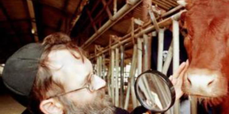 Todos festejan la llegada de los rabinos… ¿Pero a qué vienen? ¿Y por qué afilan tanto el cuchillo?