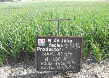 Las razones de tanto nervio: La Argentina gasta más de 1.000 millones de dólares en importar fertilizantes