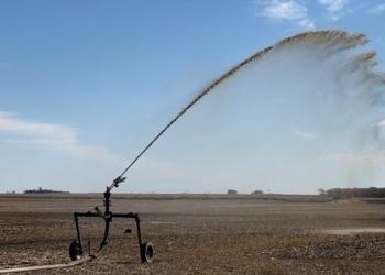 Técnicos del INTA abonaron el maíz con heces y pis de los cerdos: Y los rendimientos crecieron…