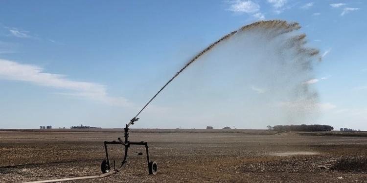 Técnicos del INTA abonaron el maíz con heces y pis de los cerdos: Y los rendimientos crecieron…