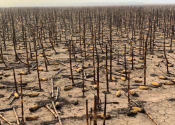 ¿Fue intencional? Un incendio consumió 1.350 hectáreas y una familia productora perdió maíz y soja por casi 1 millón de dólares