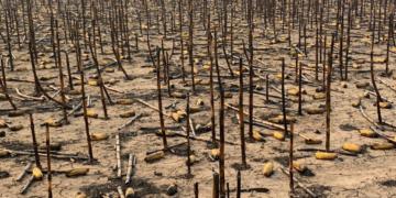 ¿Fue intencional? Un incendio consumió 1.350 hectáreas y una familia productora perdió maíz y soja por casi 1 millón de dólares
