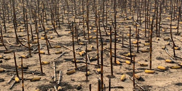 ¿Fue intencional? Un incendio consumió 1.350 hectáreas y una familia productora perdió maíz y soja por casi 1 millón de dólares