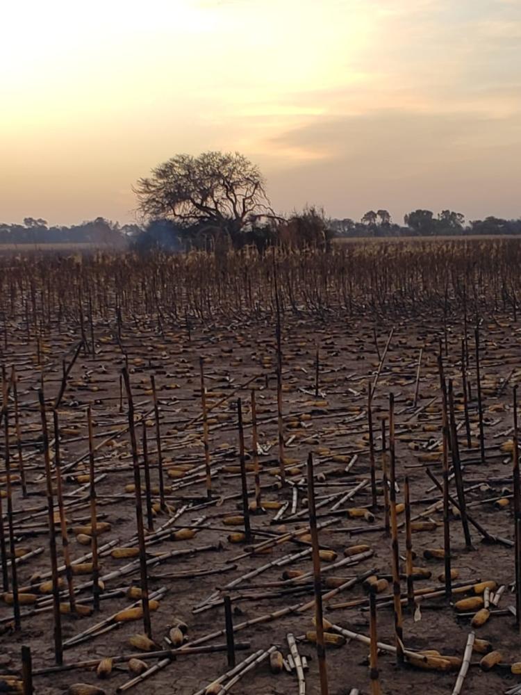 ¿Fue intencional? Un incendio consumió 1.350 hectáreas y una familia productora perdió maíz y soja por casi 1 millón de dólares