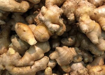 En Misiones se trata de impulsar una cuenca de jengibre: Ya se producen 100 toneladas