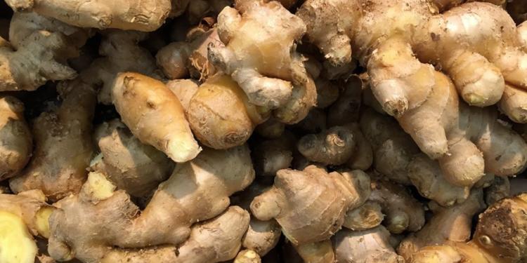 En Misiones se trata de impulsar una cuenca de jengibre: Ya se producen 100 toneladas