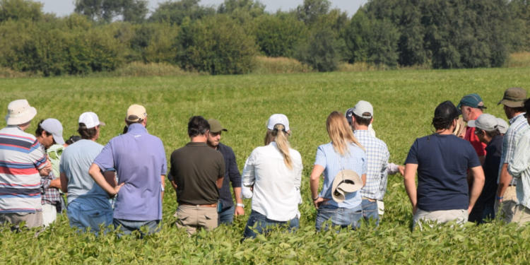 Si se reproduce como los conejos, el programa Ravit promete plagar de conocimiento a cualquier tipo de productor