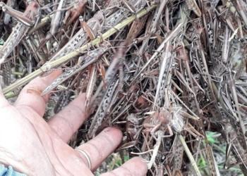 Las langostas no respetan la cuarentena: Una nueva manga ingresó desde Paraguay