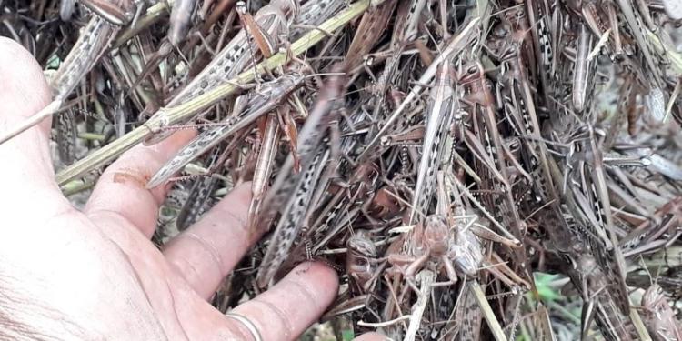 Las langostas no respetan la cuarentena: Una nueva manga ingresó desde Paraguay