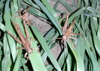 Las langostas se burlan del Covid y ya se afincan en el norte de Santa Fe