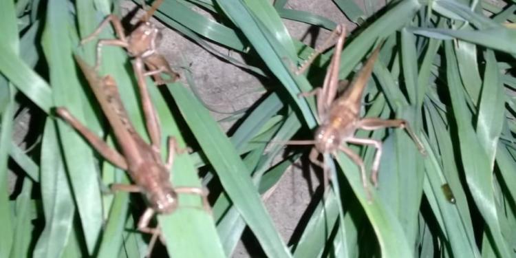 Las langostas se burlan del Covid y ya se afincan en el norte de Santa Fe