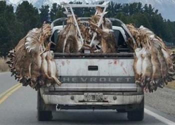 Una consecuencia inesperada de la pandemia: Peligra la temporada de caza de liebres en Buenos Aires