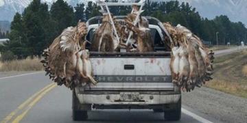 Una consecuencia inesperada de la pandemia: Peligra la temporada de caza de liebres en Buenos Aires