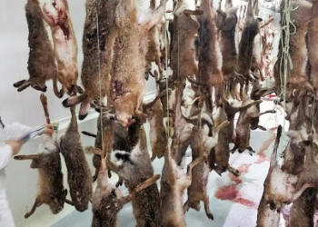 Una consecuencia inesperada de la pandemia: Peligra la temporada de caza de liebres en Buenos Aires