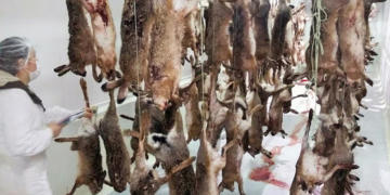 Una consecuencia inesperada de la pandemia: Peligra la temporada de caza de liebres en Buenos Aires