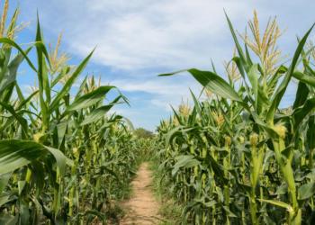 En el país se utilizan 430 mil hectáreas para producir semillas, movilizando unos 10 mil trabajadores