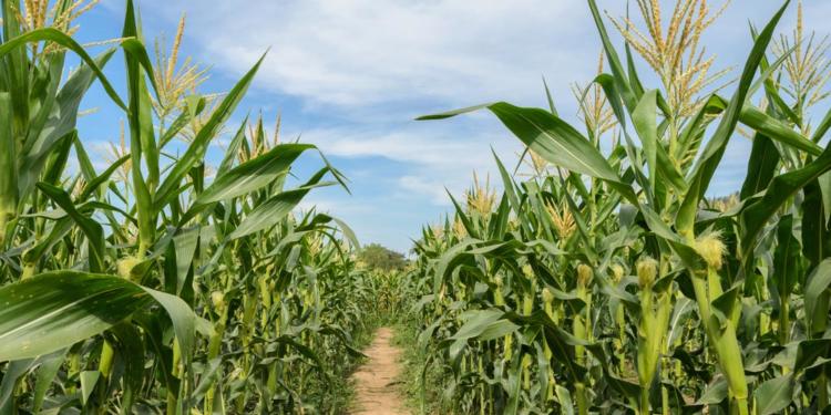 En el país se utilizan 430 mil hectáreas para producir semillas, movilizando unos 10 mil trabajadores