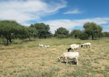El INTA prueba incorporar conceptos del pastoreo rotativo en la producción ganadera de los llanos riojanos