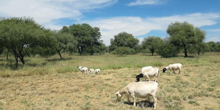 El INTA prueba incorporar conceptos del pastoreo rotativo en la producción ganadera de los llanos riojanos