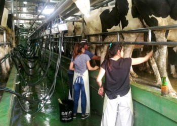 Un experto de la Fauba advierte que podrían ajustarse a la baja los precios al tambero