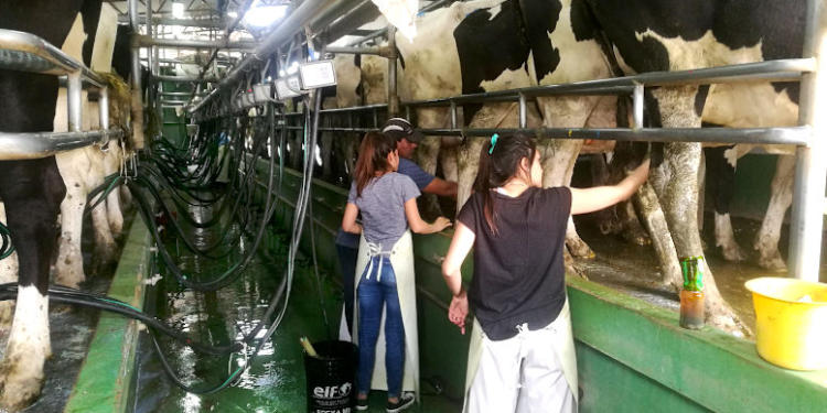 Un experto de la Fauba advierte que podrían ajustarse a la baja los precios al tambero