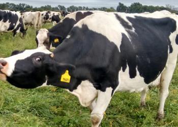 Gustavo Mozeris presenta el “Club de las buenas prácticas tamberas”, que aspira a pelear por el ascenso del sector