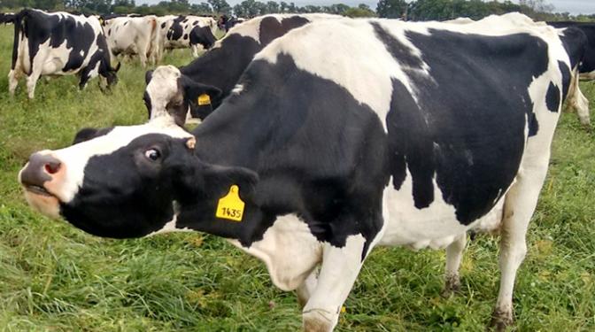 Gustavo Mozeris presenta el “Club de las buenas prácticas tamberas”, que aspira a pelear por el ascenso del sector